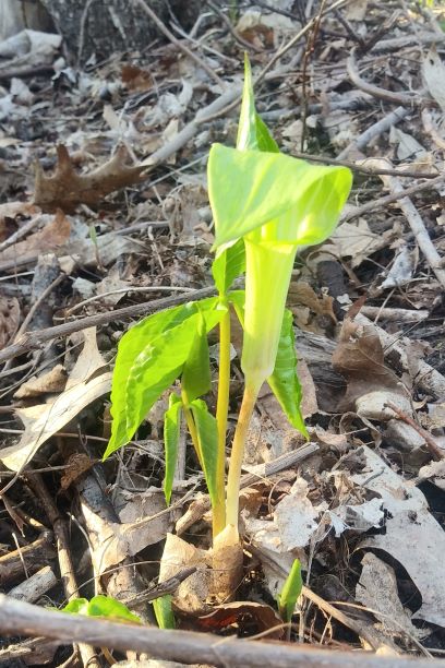 \"Jack-in-the-pulpit